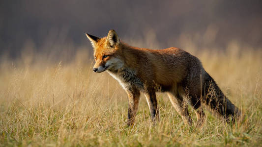 红色狐狸在秋天与模糊的干草背景