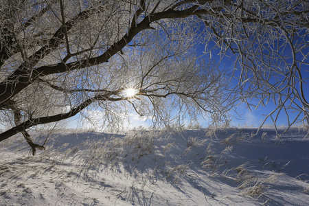 阳光明媚的一天，白雪覆盖的田野里霜冻的美丽的冬季景观树