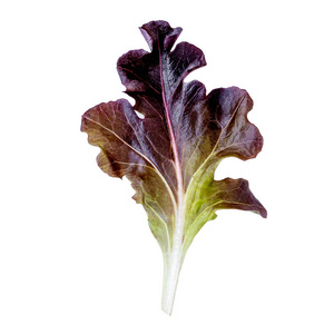 白色背景上分离的紫色生菜叶。 红橡叶生菜沙拉