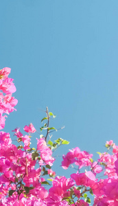 粉红色的花和蓝色的阳光天空，花卉背景，春季假期和妇女日的概念。 生命绽放