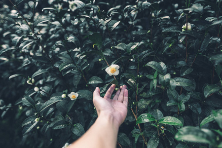 茶种植园茶花在早晨黑暗的色调