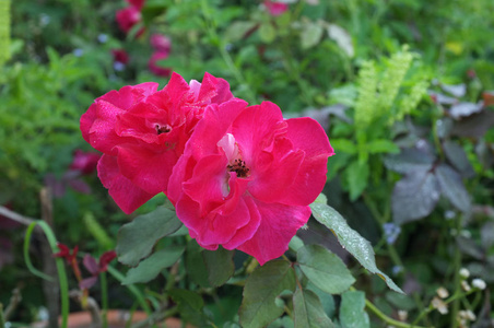 春天花园里美丽的粉红色攀岩玫瑰
