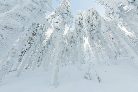 美丽的全景拍摄在波兰山定制在途中的哈拉脂鱼在下雪的冬天。 在徒步旅行中拍摄的景观。