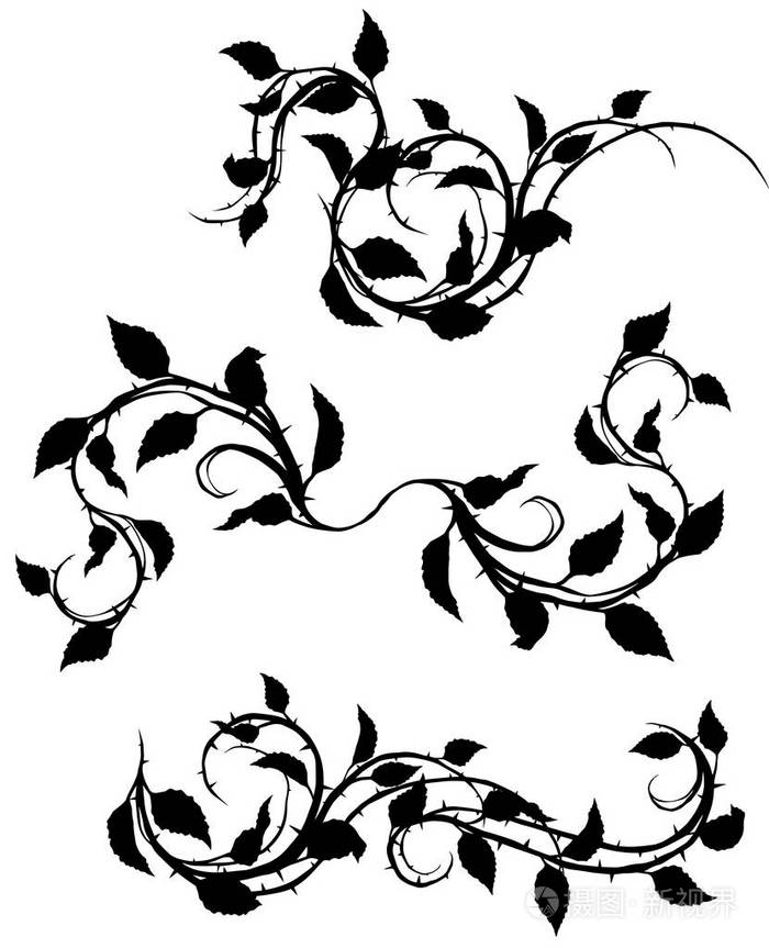 插画 图形黑色轮廓花玫瑰枝与叶子和荆棘 在白色背景上 矢量图标集