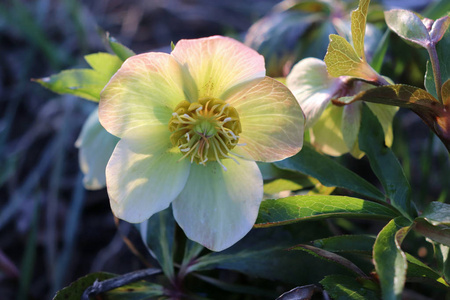 有机园林中的Helleborus，尽管名称如冬季玫瑰圣诞玫瑰和Lenten玫瑰，但与玫瑰蔷薇科没有密切关系，许多Hellebo