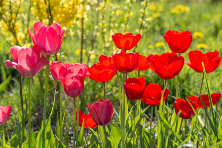 阳光明媚的春天, 公园里有粉红色和红色的郁金香