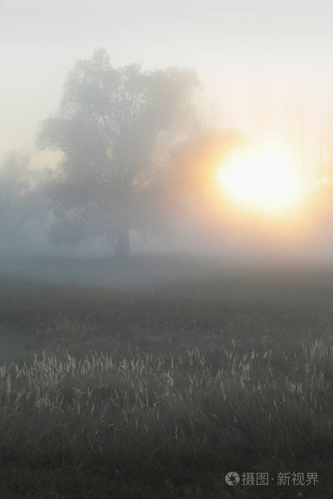 秋天的景色雾蒙蒙的早晨在橡树林的河岸上