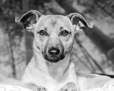 棕色可爱的小狗孤立在白色背景黑白照片救援宠物狗可爱的眼睛
