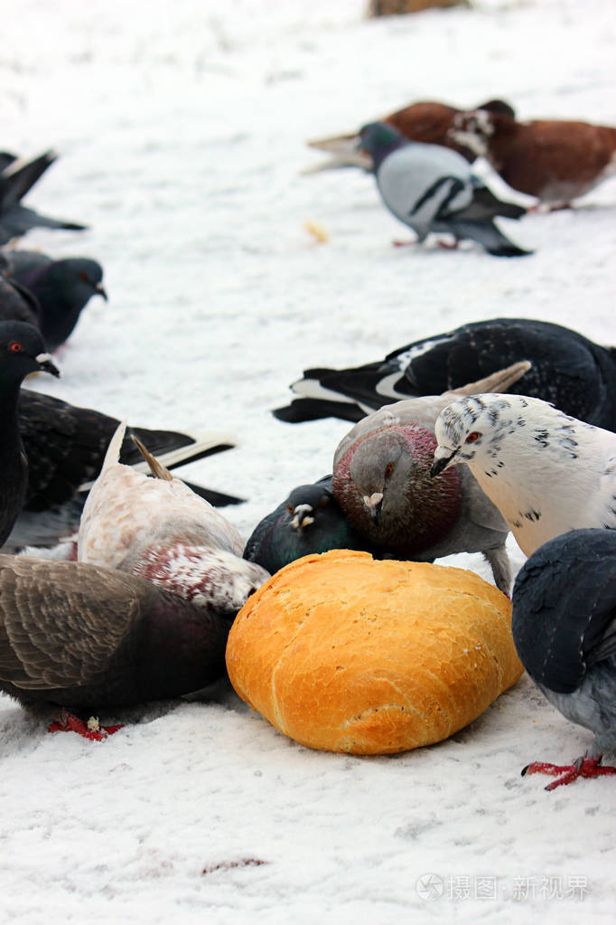 街上的野鸽子是鸽子选择性聚焦大自然