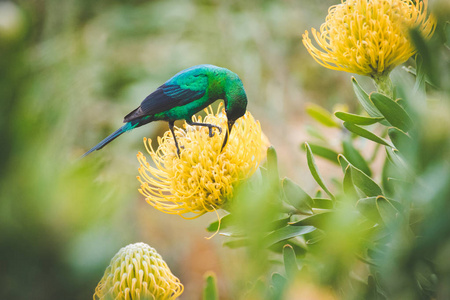 南非西开普敦一只色彩鲜艳的孔雀石公鸟坐在一只明亮的黄色枕木上
