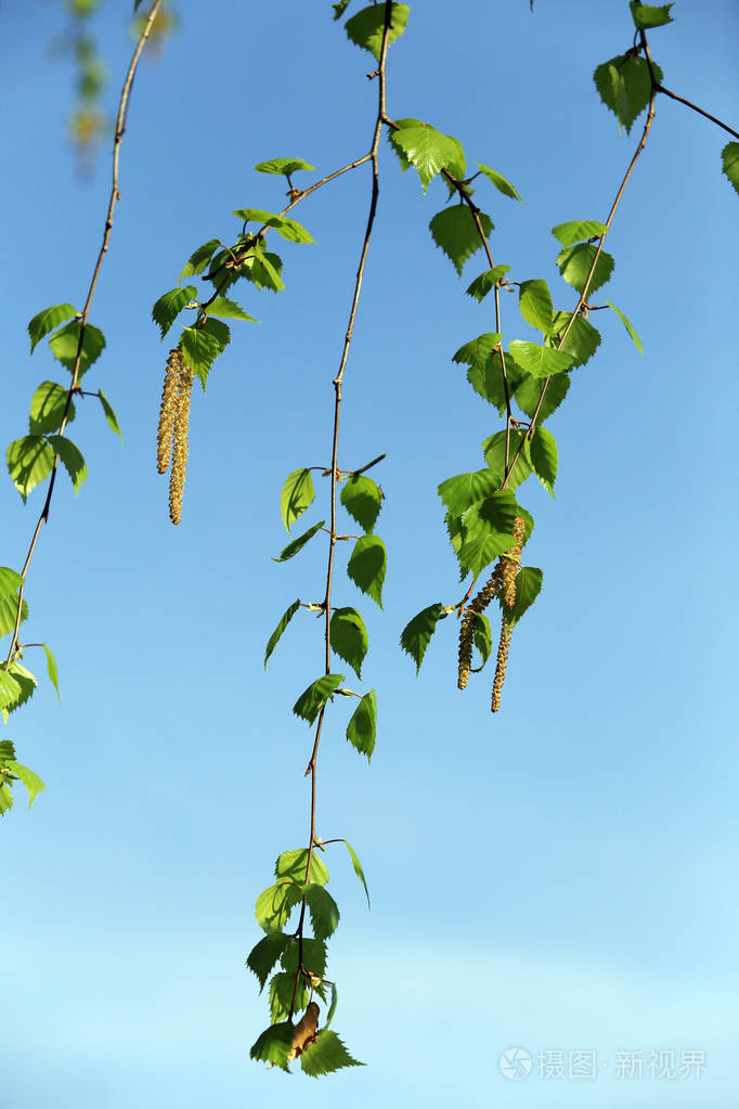 春天公园里阳光明媚的一天树枝上的幼桦树的叶子