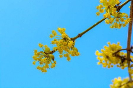 春天花园里美丽盛开的黄枝茱萸照片