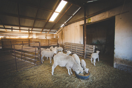 在南非卡鲁地区的一个棚子里，美里诺羊的形象接近，准备被剪，羊毛被出口