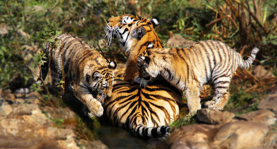 老虎和两个婴儿