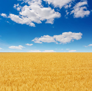 夏日蓝天白云美丽的黄色麦田的照片