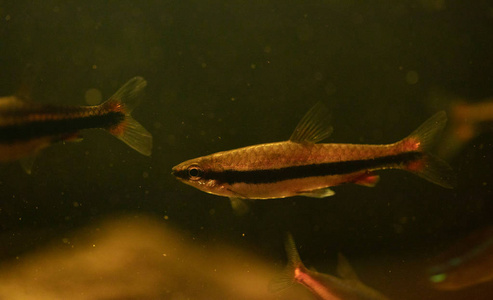 肯伊·西克利德·梅兰迪亚·隆巴多里水族馆鱼照片-正版商用图片18hxgo-摄 