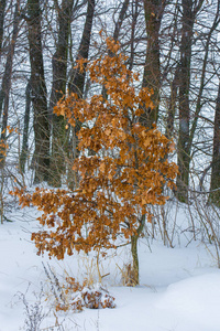 雪田附近许多冬树的照片