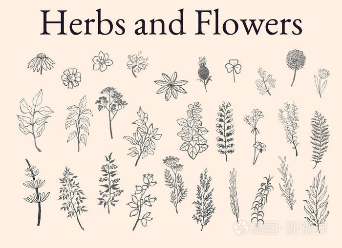 中草药,植物和花剪影的例证集合