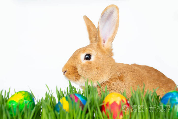 绿色草地上的复活节兔子，白色背景上有彩蛋