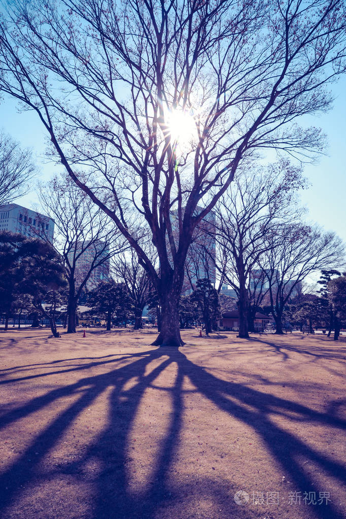 树和公园里的影子早晨
