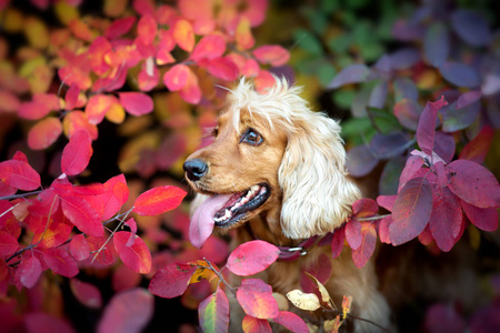 秋天公园户外的英国公鸡猎犬肖像