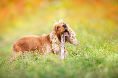 英国公鸡猎犬在秋季公园户外休息