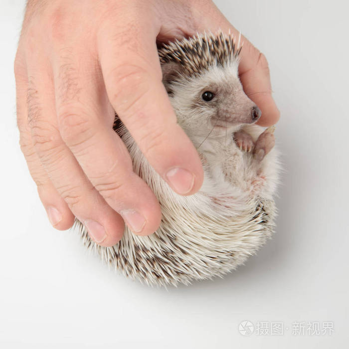 人手抚摸白色背景上抱着可爱的刺猬