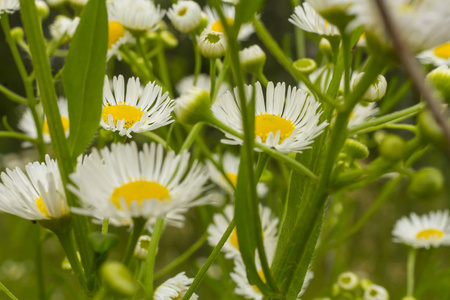 在田间接近白甘菊