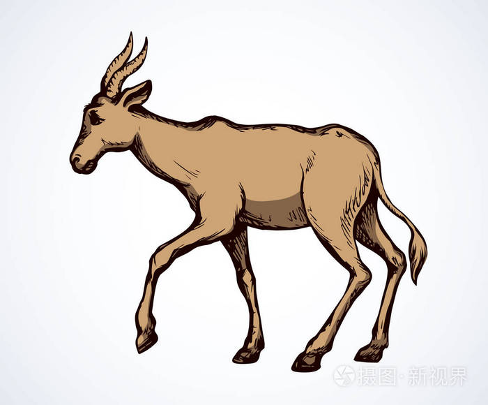 可爱的黑熊羊后站在白色的背景.