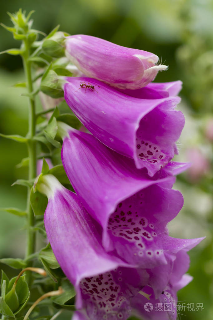 在紫丁香的洋地黄上合上蚂蚁