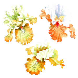 橙色白色鸢尾花植物花。 野生春叶野花隔离。 水彩背景插图集。 水彩画时尚服装。 孤立的虹膜插图元素。
