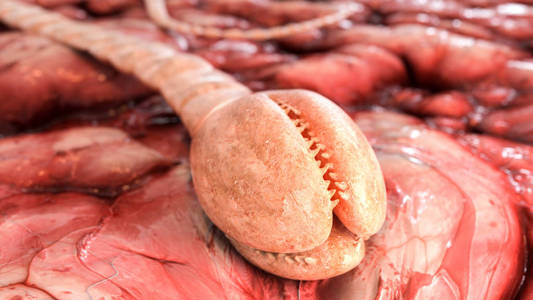 绦虫鱼类绦虫详细二在显微镜下三维渲染照片