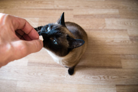 暹罗成年猫从人手中吃鱼形猫食图片