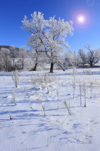 冬天的风景树在霜冻的田野里，在初霜的早晨