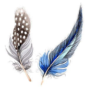水彩蓝色和黑色鸟羽从翅膀上分离出来。 蓝色羽毛作为背景。 水彩画时尚。 孤立的羽毛插图元素。