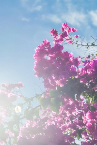 粉红色的花和蓝色的阳光天空，花卉背景，春季假期和妇女日的概念。 生命绽放