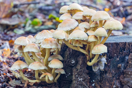 真菌毒素真菌生长在树桩上的几个洞里