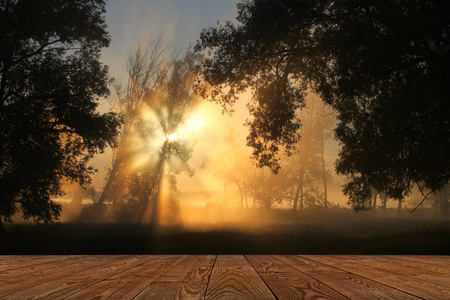 如画的夏日风景雾蒙蒙的黎明在河岸的橡树林
