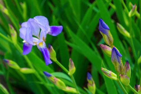 绿叶背景上美丽的紫罗兰花照片