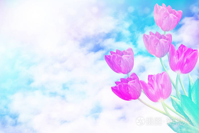 色彩鲜艳的花朵郁金香在春天景观的背景下.