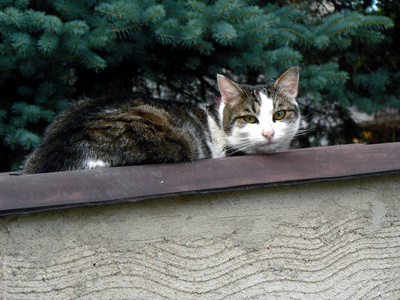 一只绿眼睛躺在篱笆上的猫
