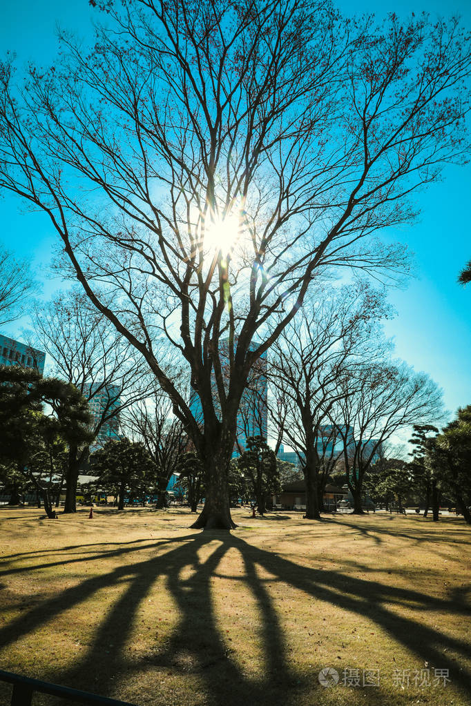 公园里的树和影子早晨