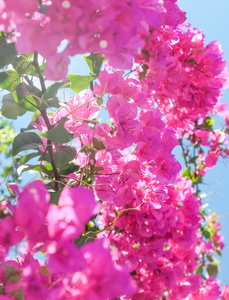 粉红色的花和蓝色的阳光天空，花卉背景，春季假期和妇女日的概念。 生命绽放