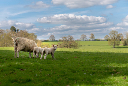 草丛中的羊家族