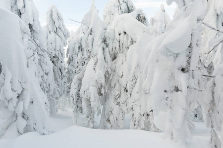 美丽的全景拍摄在波兰山定制在途中的哈拉脂鱼在下雪的冬天。 在徒步旅行中拍摄的景观。