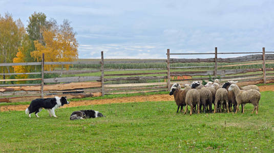 两只边境牧羊犬在草地上围着一群羊