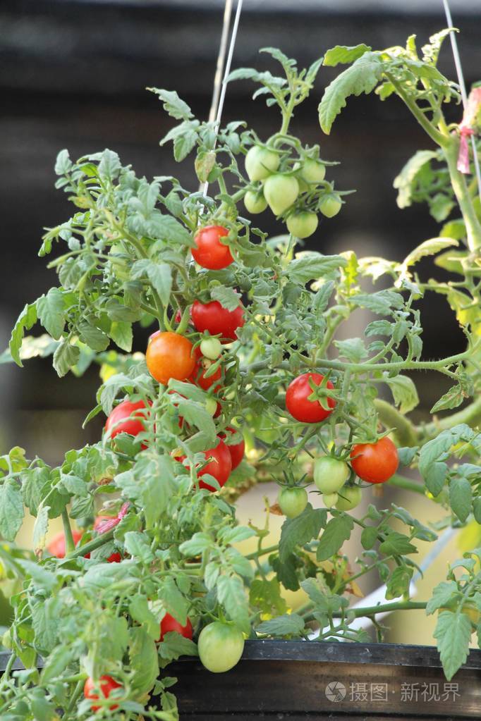 花园里树上的新鲜西红柿