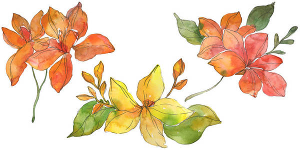 红色和黄色热带花卉植物花卉。 春叶野花。 水彩背景插图集。 水彩画时尚服装。 孤立的花卉插图元素。