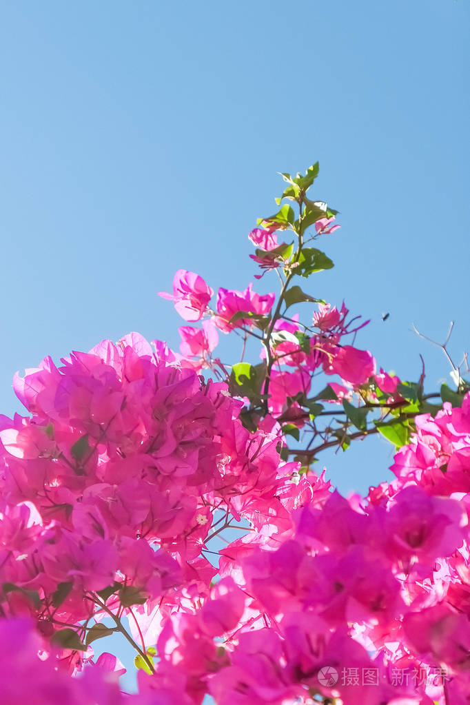粉红色的花和蓝色的阳光天空,花卉背景,春季假期和妇女日的概念.