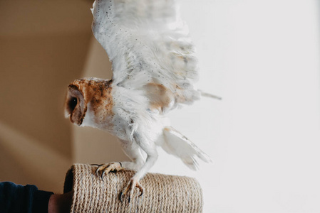 谷仓猫头鹰在家里常见的猫头鹰